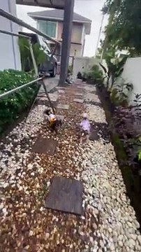 Le perroquet et les chiots sont les meilleurs amis