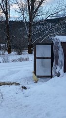 Le canard de compagnie n’est pas impressionné par l’hiver