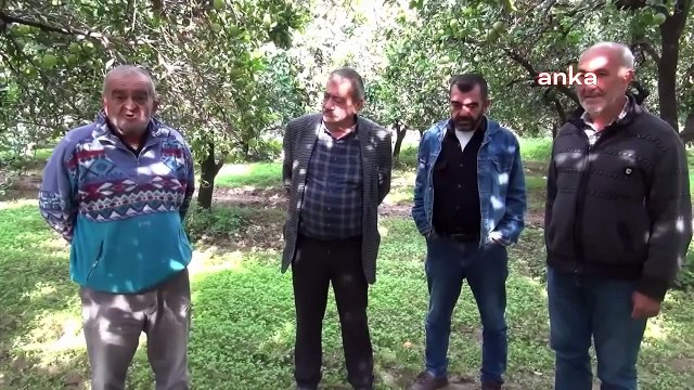 Nazillili Narenciye Üreticisi: Önümüzde Hasat Var Ancak Çiftçi Çok Tedirgin