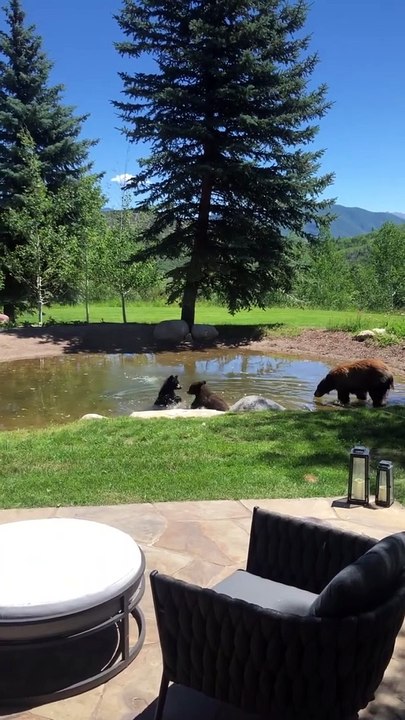 Des oursons espiègles nagent dans un étang de jardin