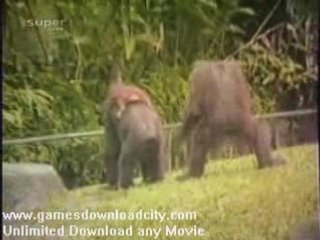 Funniest home videos