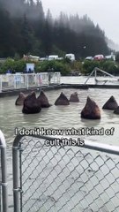 Les lions de mer s'imprègnent du cercle d'invocation