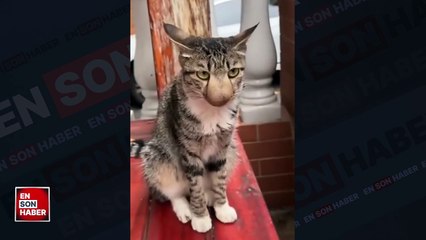 Burnunu arı sokmuş bir kedi