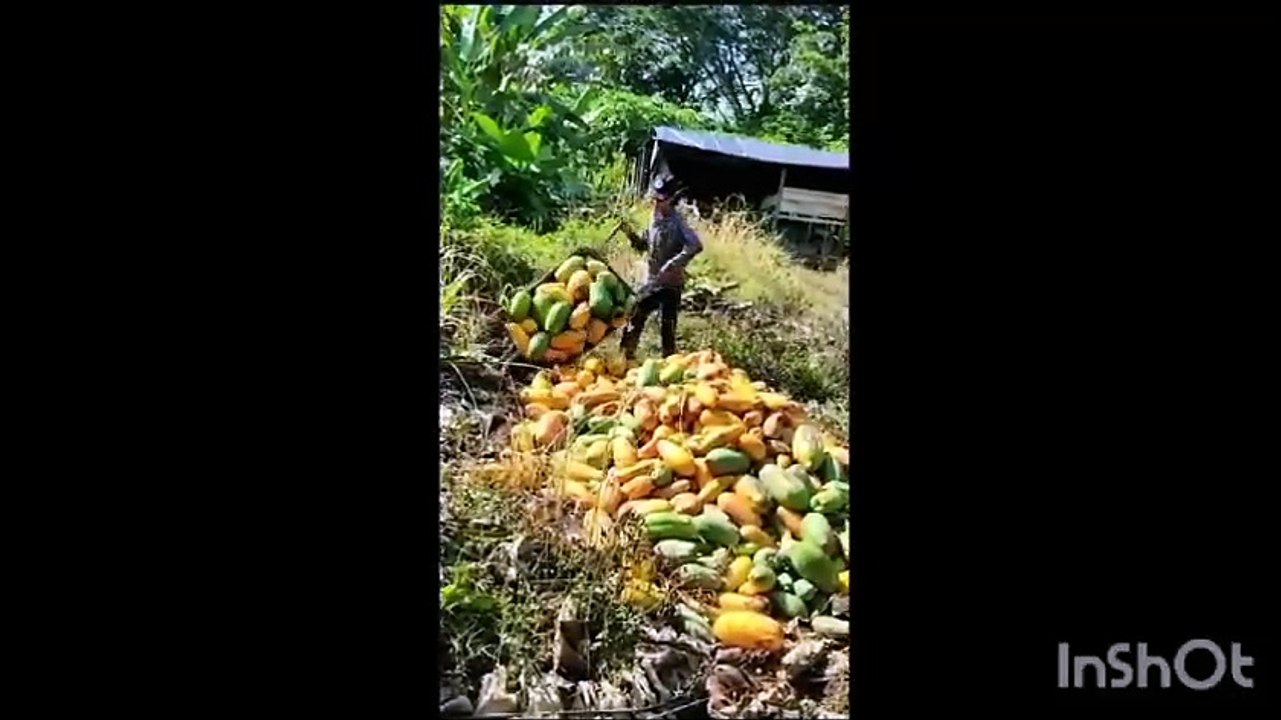 PAPAYA