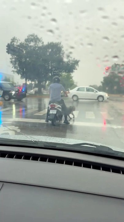Un chien errant fait des cercles autour d'une moto