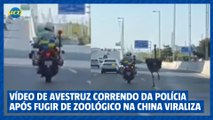 Vídeo de avestruz correndo da Polícia após fugir do zoológico na China viraliza