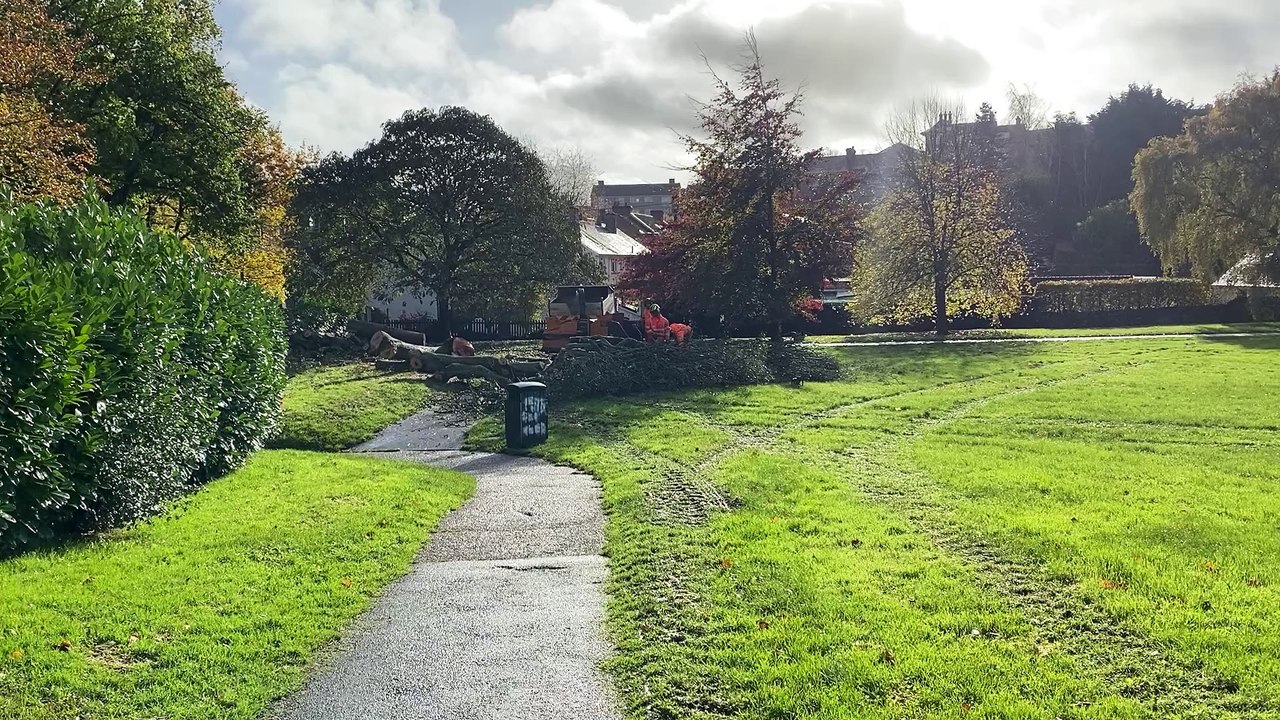 CC Tree felling Newcombes