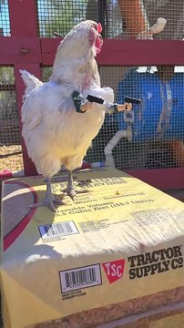 Poulet à bras pour imprimante 3D