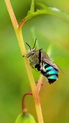 Une belle abeille bleue