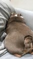 Buggy The Bulldog ne peut pas travailler sur le canapé