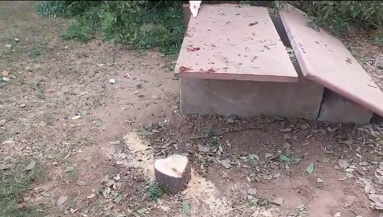 करौली के इस अतिसुरक्षित क्षेत्र से चंदन चोरों ने काटे चंदन के पांच पेड़