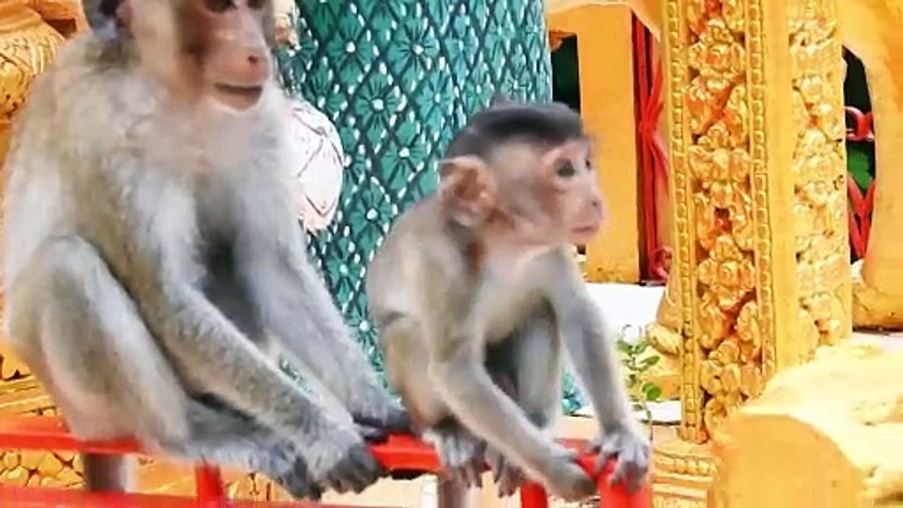 Bella Baby Tries Hardly Hold Brother Bean Come Down From Temple