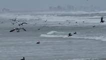 Pelicans display bizarre ‘feeding frenzy’ off Florida coast