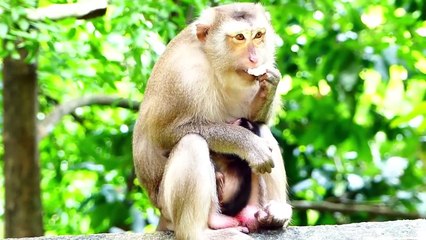 Breaking News!, Mother Branda Delivers One More Newborn Baby, Congratulations For Breda