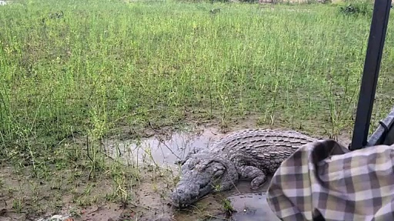 Un bateau touristique s'approche trop près d'un gros crocodile