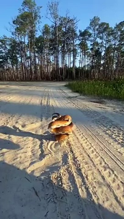 Big Snake  Style
