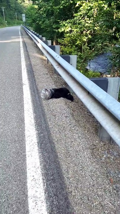 little bear cub was struggling on the side of the road with a plastic container stuck on its head when a good samaritan decided to help the little fella out! VIA: {IG} sarahjlindgren    #bear #bearcub #animal #animallover #ehp #evergladesholidaypark #vi