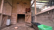 Hen hotels for chicken owners who have to fly