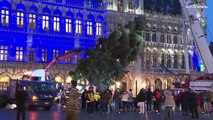 شاهد: طولها 20 مترا.. شجرة عيد الميلاد تصل إلى الساحة الكبرى في بروكسل