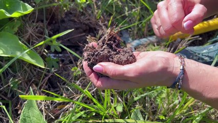 La Comisión Europea renovará la autorización del uso del glifosato por diez años