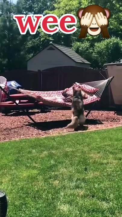 Wee Funny videos