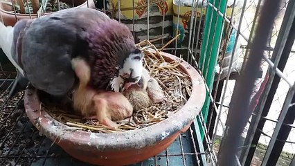 how pigeons feed a newborn pigeon
