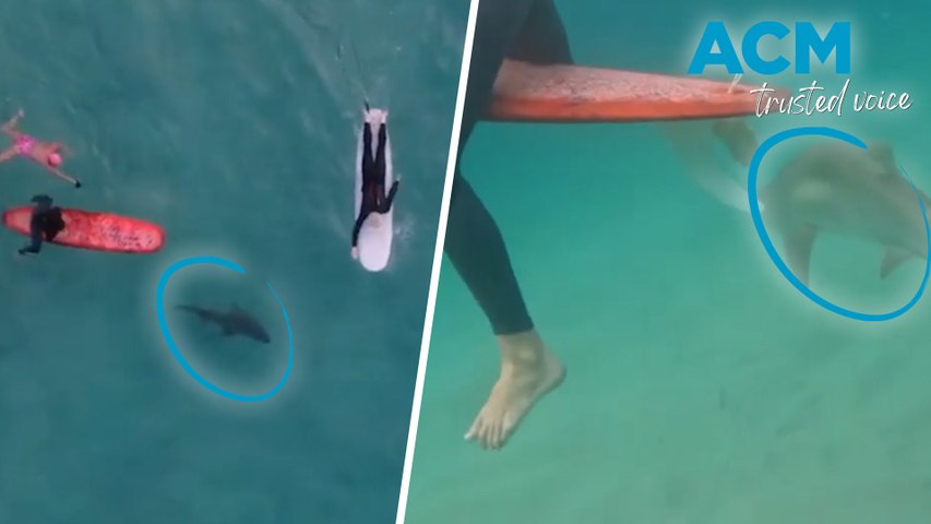Drone Shark App footage has captured surfers' and swimmers' close encounters with a shark which seemed to have no interest its fellow Bondi Beach goers.