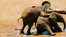 Cute Baby Elephants playing in the Mud.