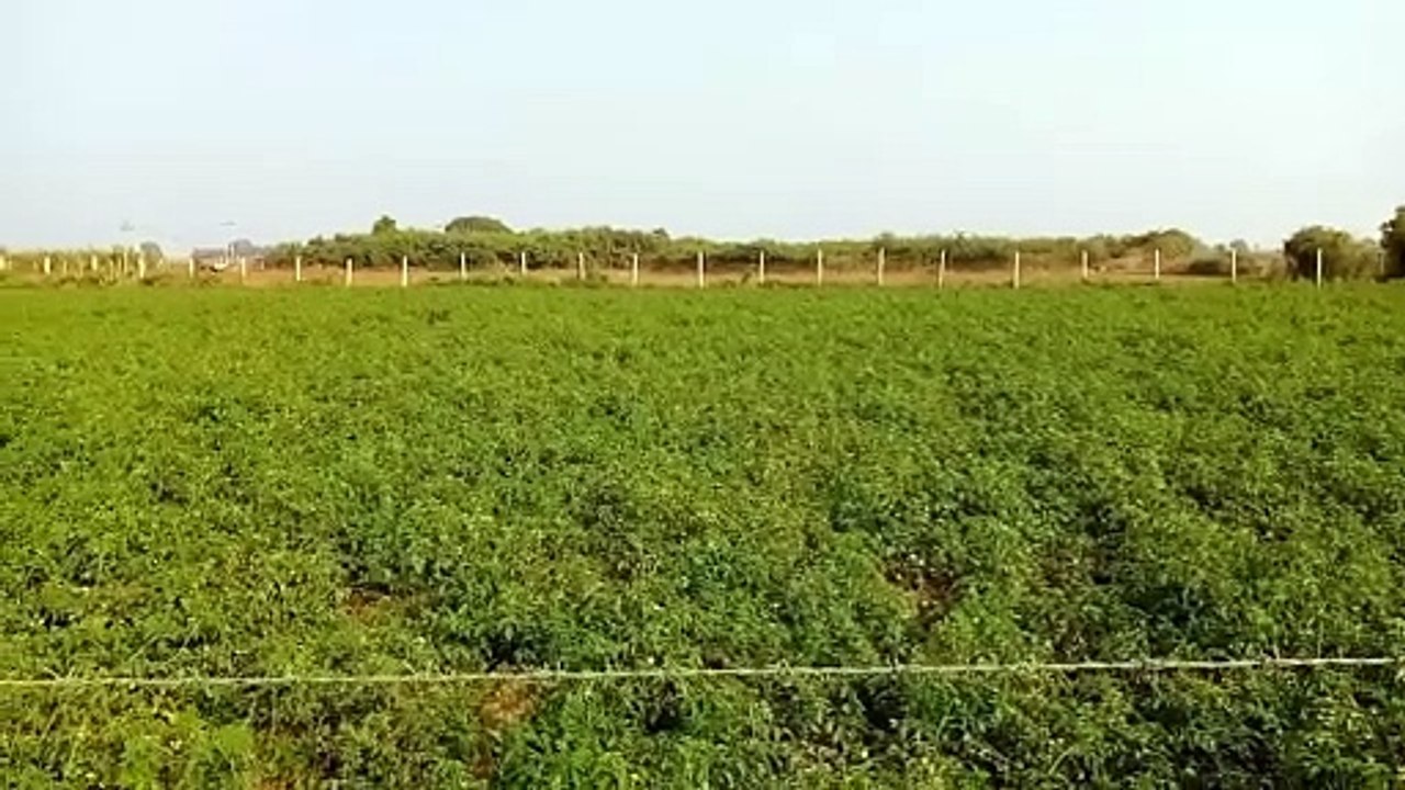 सूखे की मार के बाद अब किसानों को टमाटर की खेती...