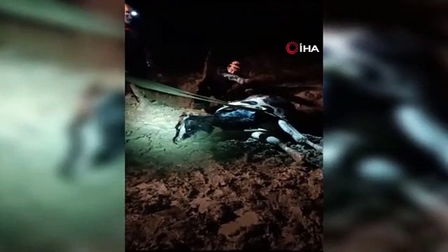 Safranbolu'da Mahsur Kalan Büyükbaş Hayvan Kurtarıldı