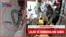 Sino ang nanalo? Lalaki vs dambuhalang sawa! | GMA Integrated Newsfeed