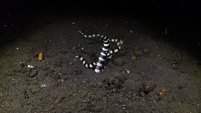 Les anguilles rayées nagent pour fabriquer de nouvelles anguilles
