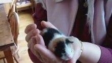 Miep en de poesjes 30 maart