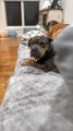 Buggy The Bulldog Can’t Work The Couch
