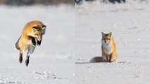 ADORABLE FOX Dives Head First into Snow!