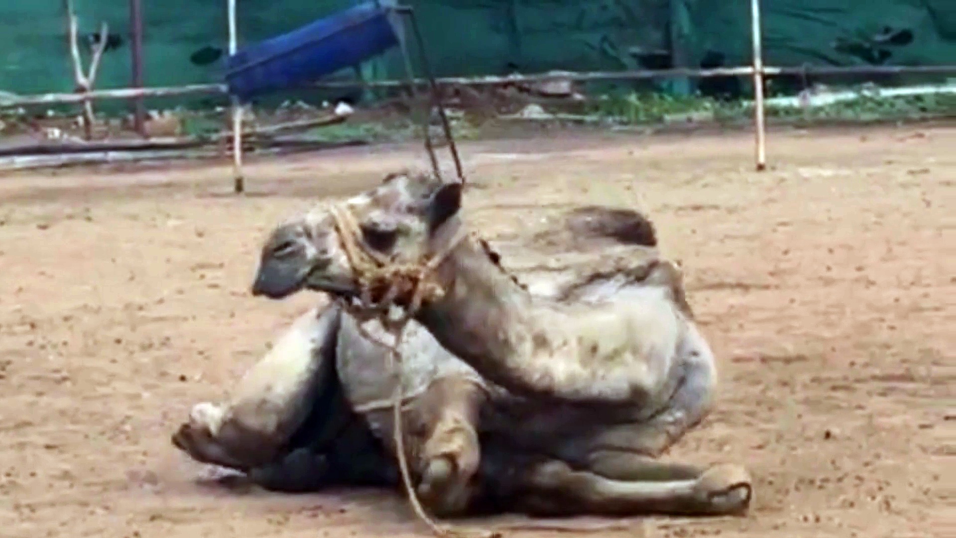 கோவை தனியார் பண்ணையில் முறையாக பராமரிக்கப்படாத ஒட்டகம், குதிரை - அதிகாரிகள் அதிரடி நடவடிக்கை