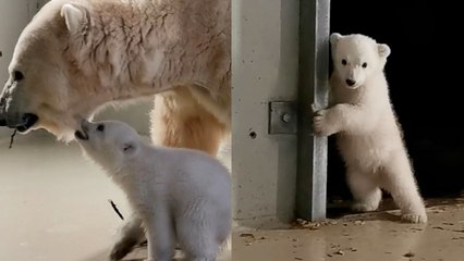 How Cute Is This Fluffy Baby Polar Bear?!