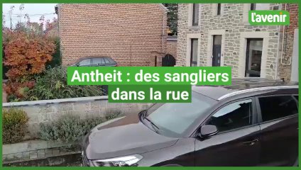 Des sangliers dans une rue d'Antheit