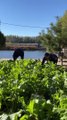 I plucked radish from the field and came home and cooked food and everyone ate it together.