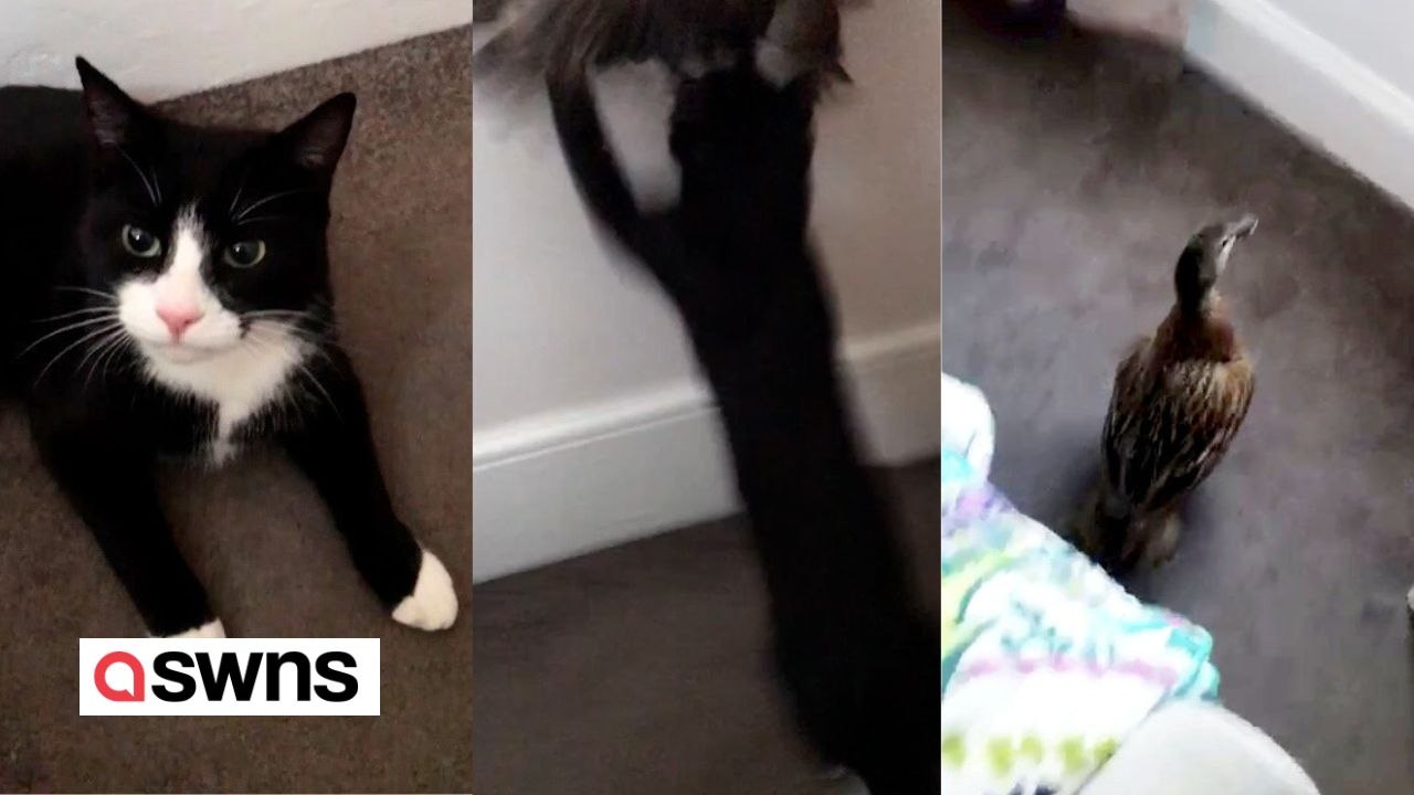 Familie wacht auf und stellt fest, dass die katze eine lebende ente durch die katzenklappe geschleppt hat