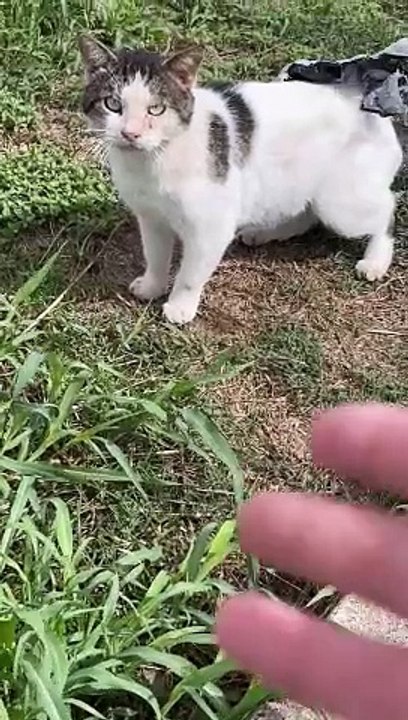 Rescuing A Cat Stuck In Plastic