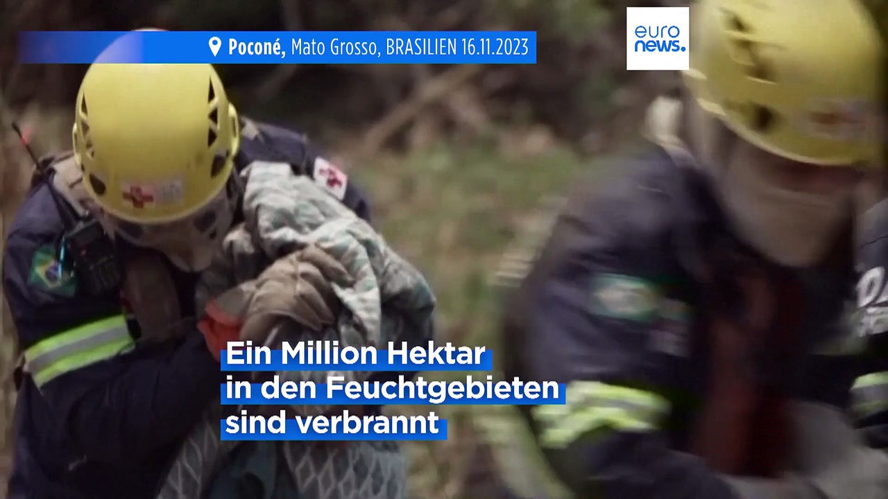 Tödliche Waldbrände bedrohen artenreiche Regionen in Brasilien