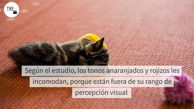 Dos colores que gustan a tu gato y dos colores que odia según los expertos