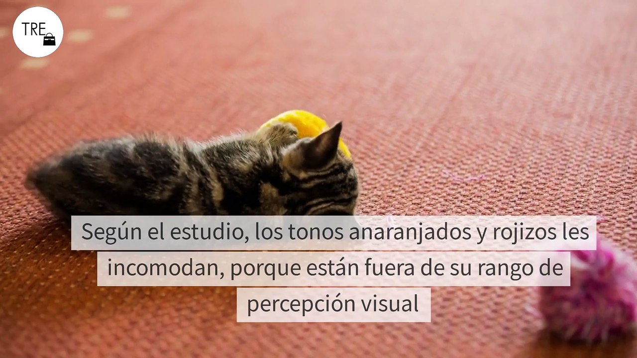 Dos colores que gustan a tu gato y dos colores que odia según los expertos