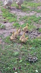 Noisy Cobra Chickens Adopt Goslings