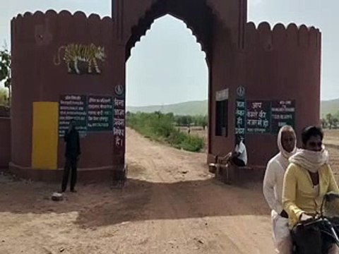 रामगढ-विषधारी टाइगर रिजर्व में बाघों का कुनबा बढऩे से जगी उम्मीद-video