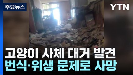 아파트에서 고양이 사체 수백 구 발견...시민단체 "형사고발 예정" / YTN