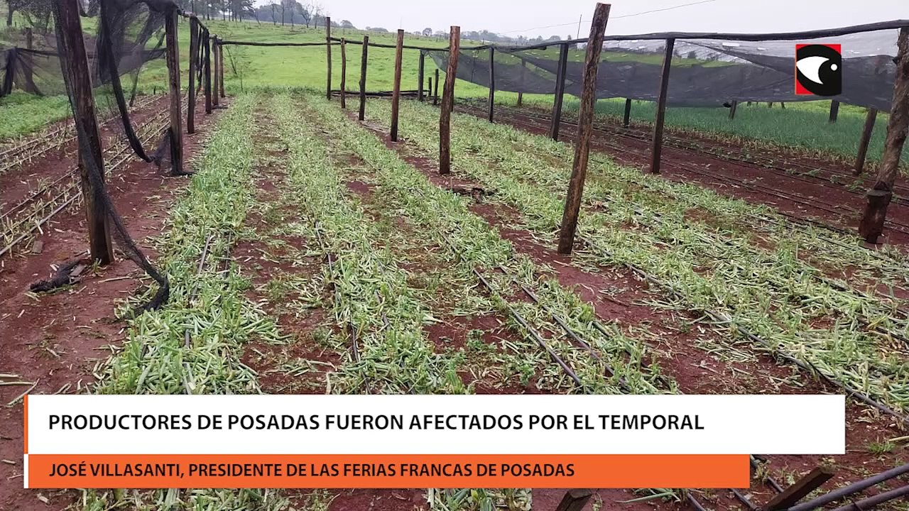 Productores de posadas fueron afectados por el temporal