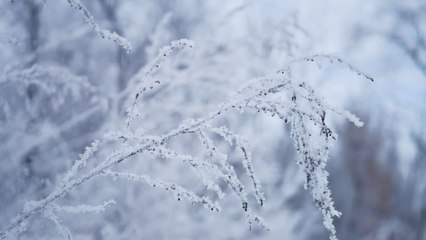 What are the odds of a White Christmas 2023?