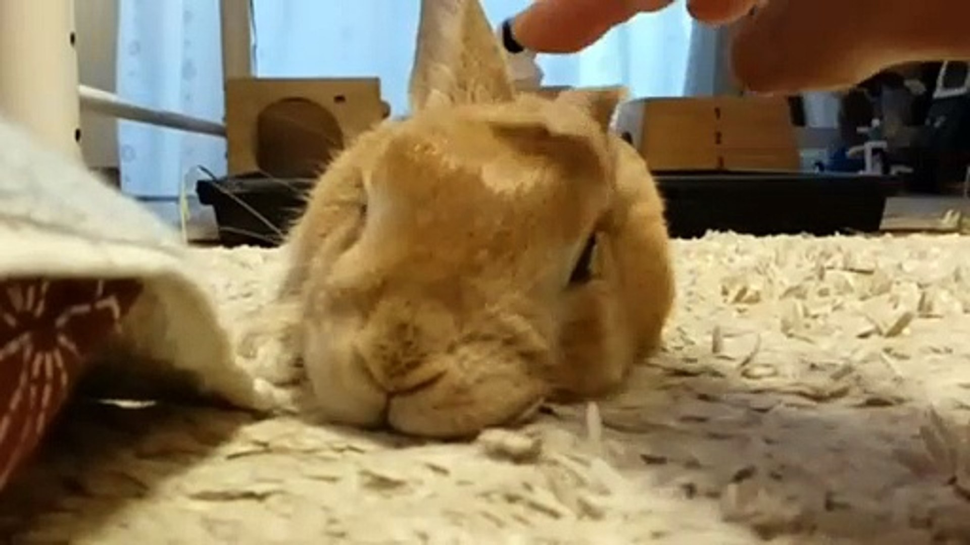 Abby Montano | Wild Colombian Caught! - video Dailymotion